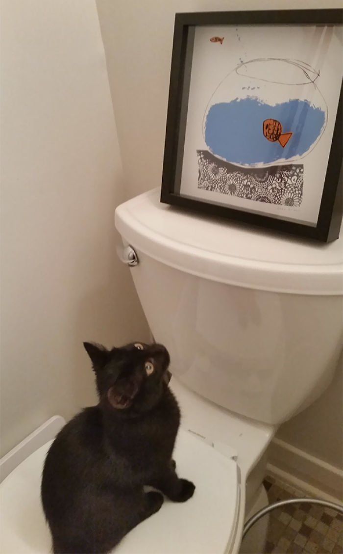 90 Idiot Cats That Will Make You Laugh Out Loud