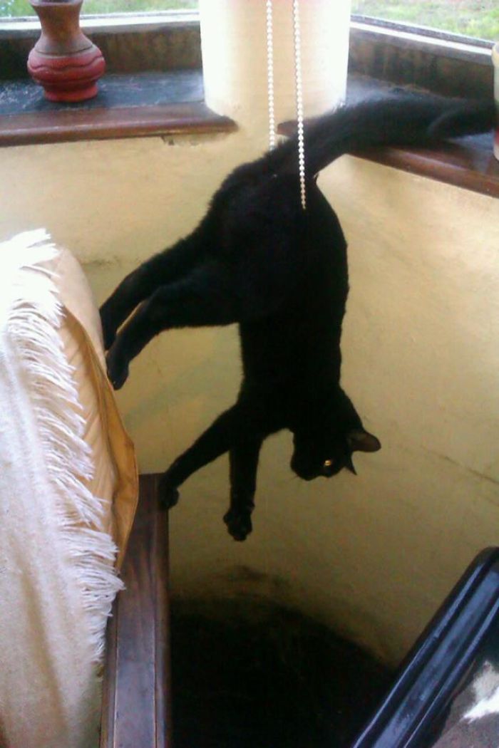 90 Idiot Cats That Will Make You Laugh Out Loud