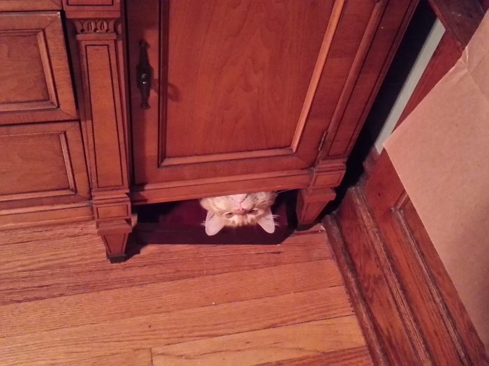 90 Idiot Cats That Will Make You Laugh Out Loud