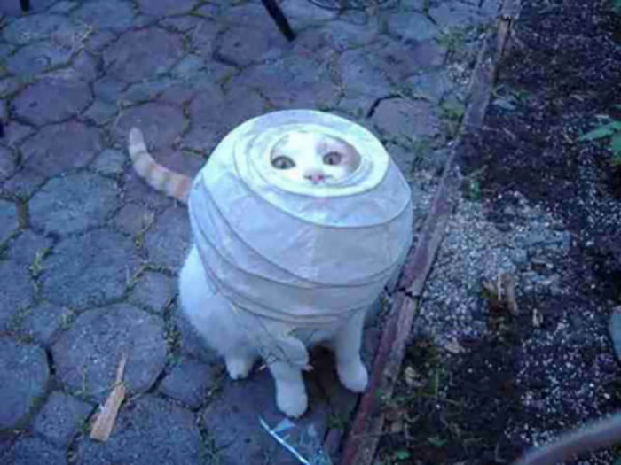 90 Idiot Cats That Will Make You Laugh Out Loud