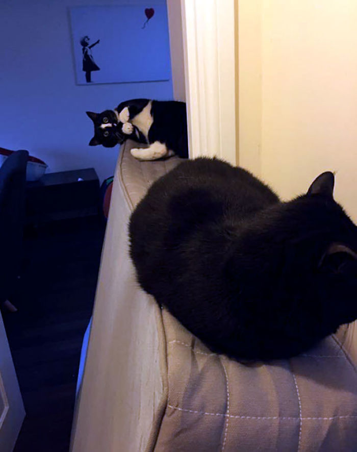 90 Idiot Cats That Will Make You Laugh Out Loud