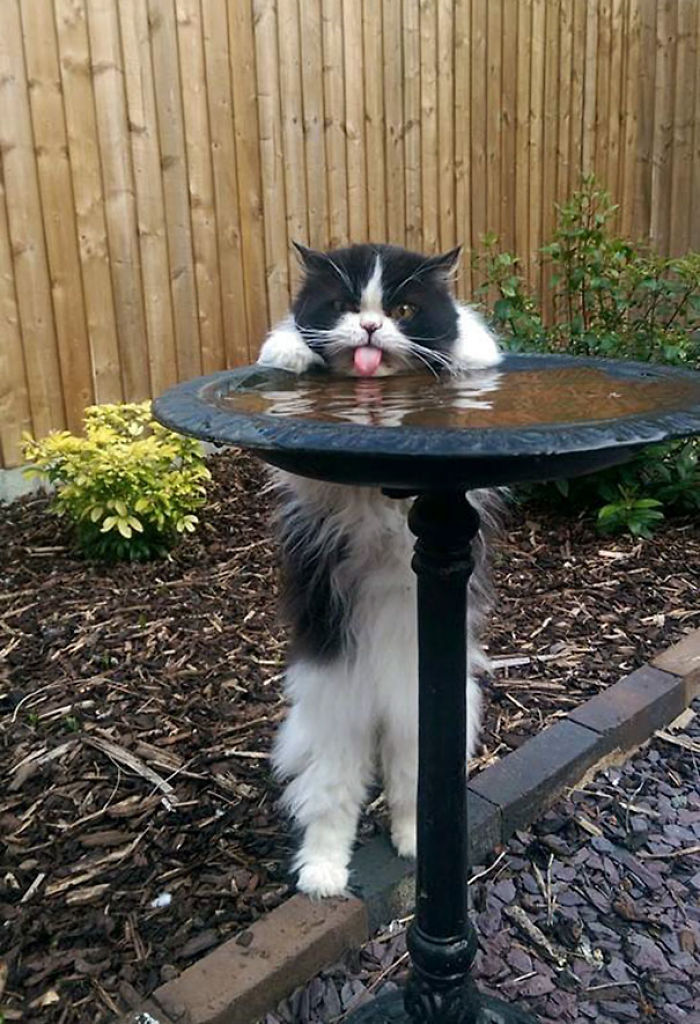 90 Idiot Cats That Will Make You Laugh Out Loud