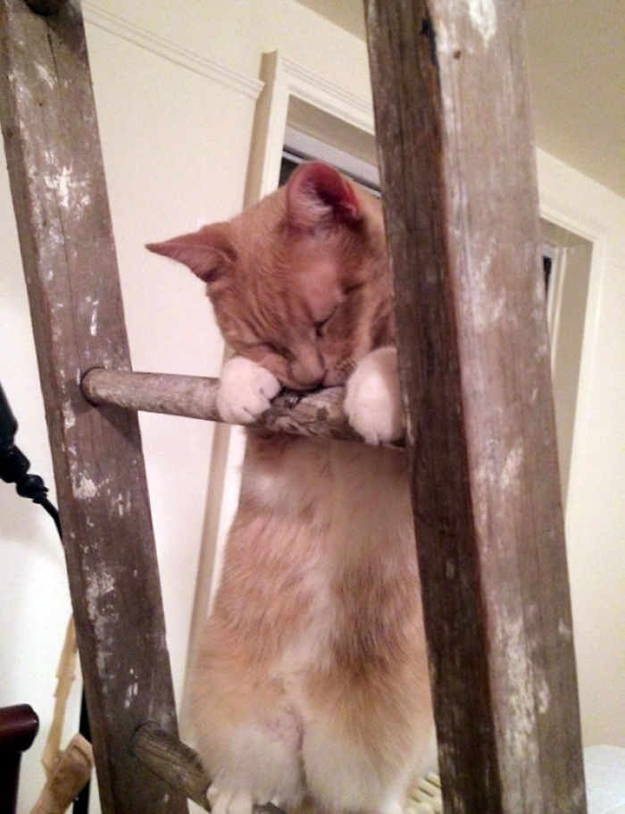 90 Idiot Cats That Will Make You Laugh Out Loud