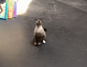 90 Idiot Cats That Will Make You Laugh Out Loud