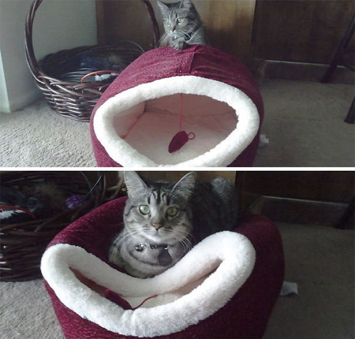 90 Idiot Cats That Will Make You Laugh Out Loud