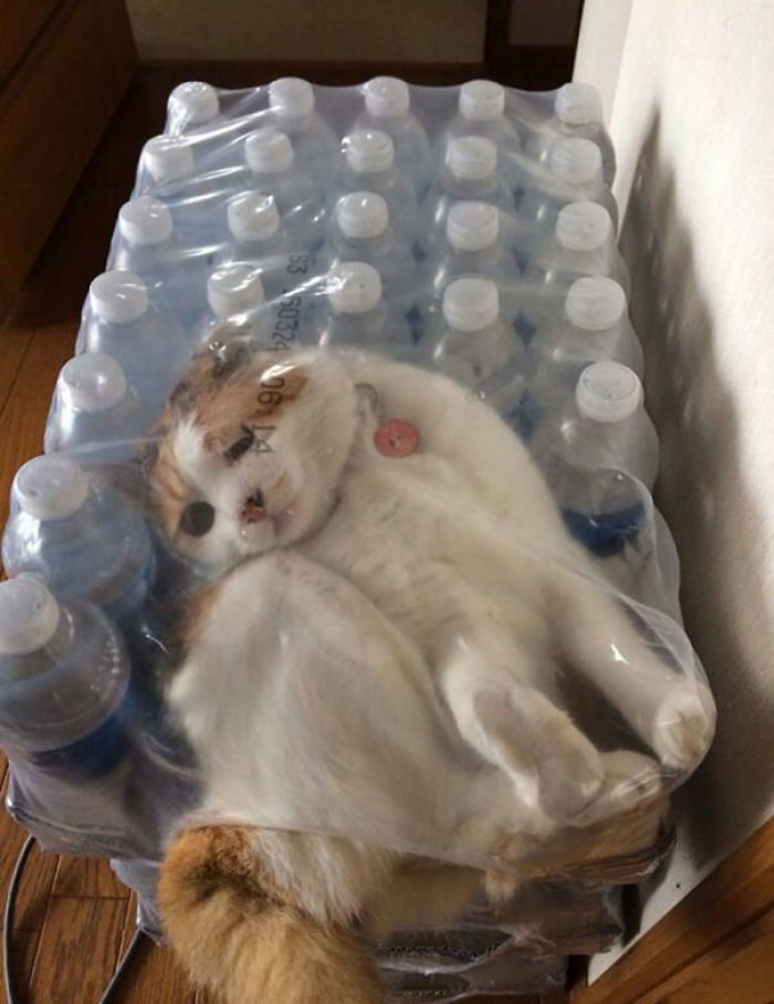 90 Idiot Cats That Will Make You Laugh Out Loud