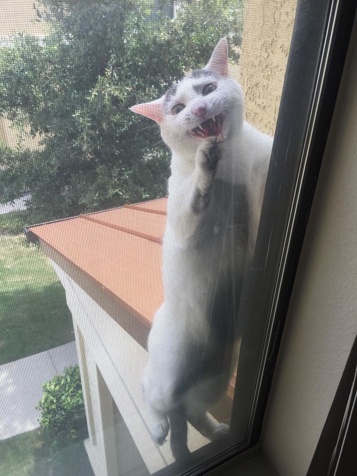 90 Idiot Cats That Will Make You Laugh Out Loud
