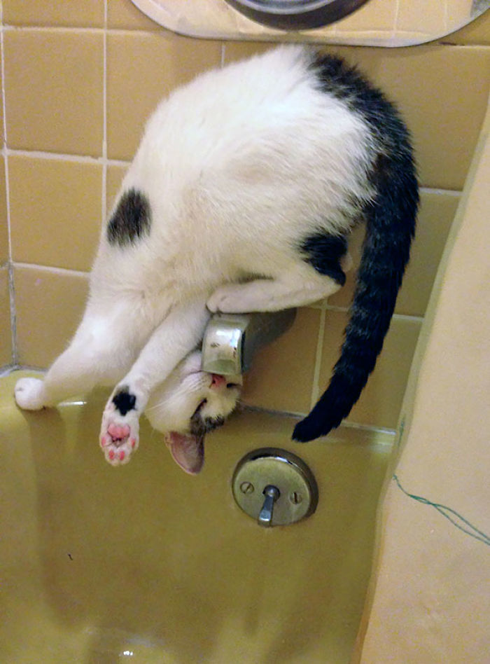 90 Idiot Cats That Will Make You Laugh Out Loud