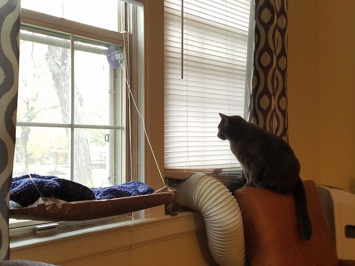 90 Idiot Cats That Will Make You Laugh Out Loud