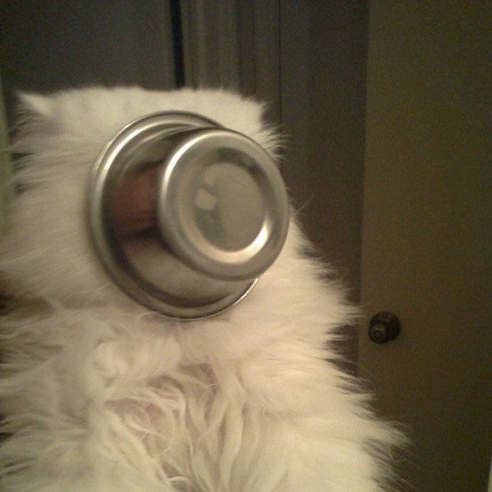 90 Idiot Cats That Will Make You Laugh Out Loud