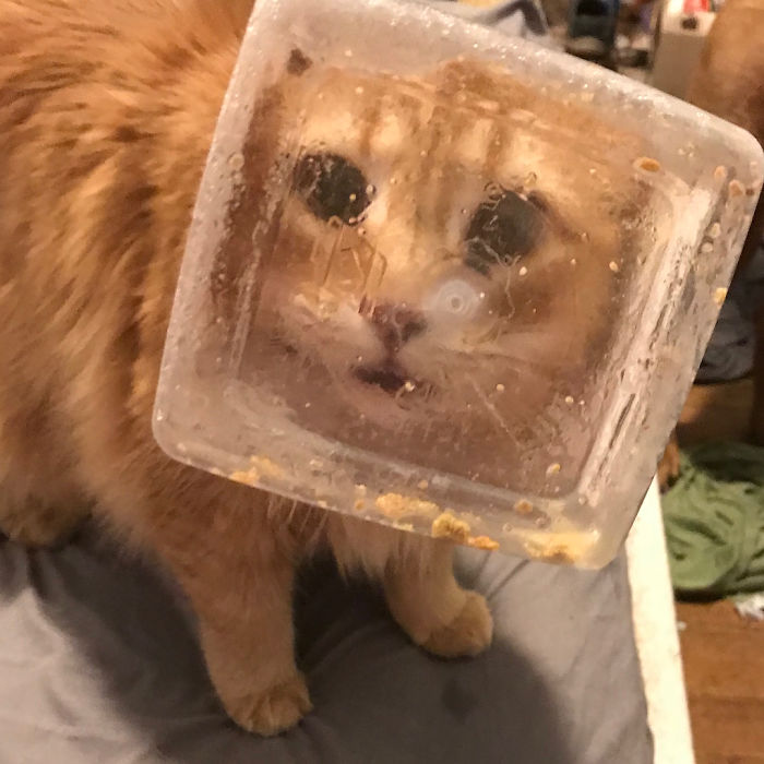 90 Idiot Cats That Will Make You Laugh Out Loud