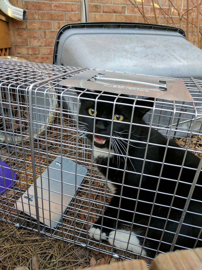 90 Idiot Cats That Will Make You Laugh Out Loud