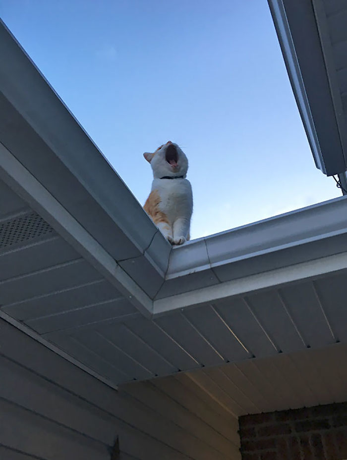 90 Idiot Cats That Will Make You Laugh Out Loud