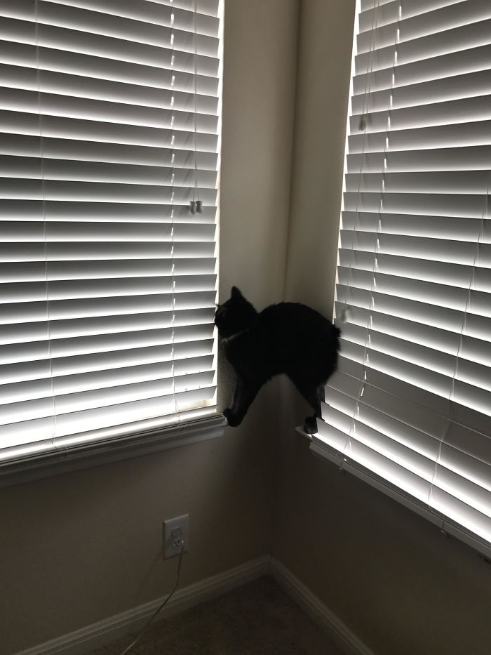 90 Idiot Cats That Will Make You Laugh Out Loud