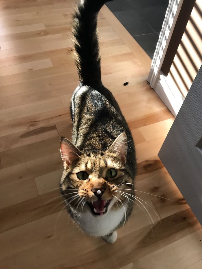 90 Idiot Cats That Will Make You Laugh Out Loud