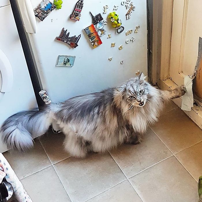 90 Idiot Cats That Will Make You Laugh Out Loud