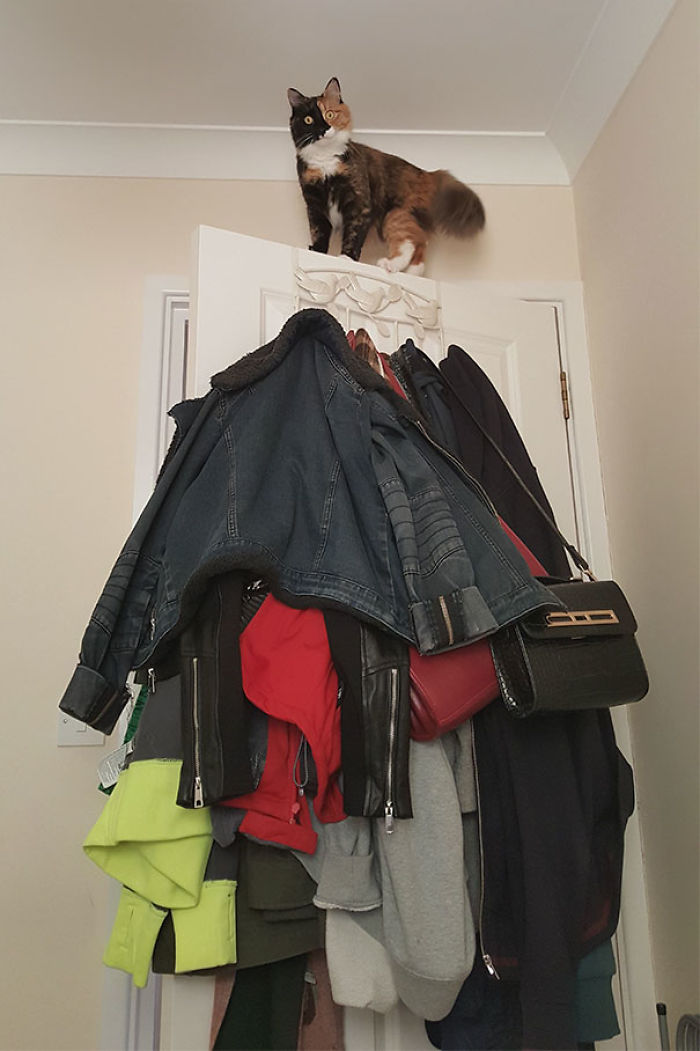 90 Idiot Cats That Will Make You Laugh Out Loud