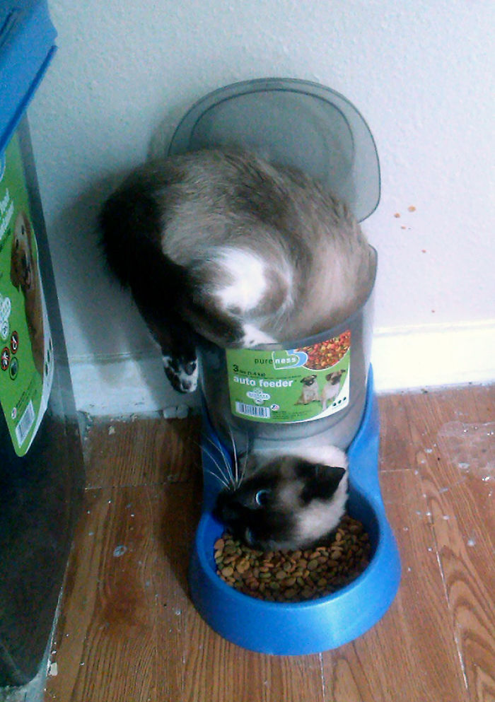 90 Idiot Cats That Will Make You Laugh Out Loud