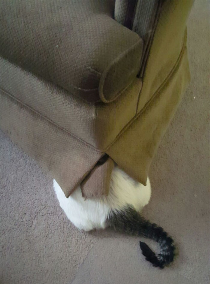90 Idiot Cats That Will Make You Laugh Out Loud