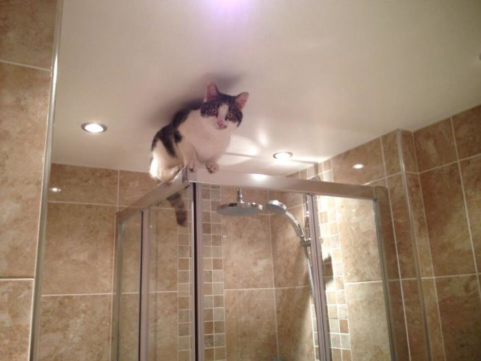 90 Idiot Cats That Will Make You Laugh Out Loud