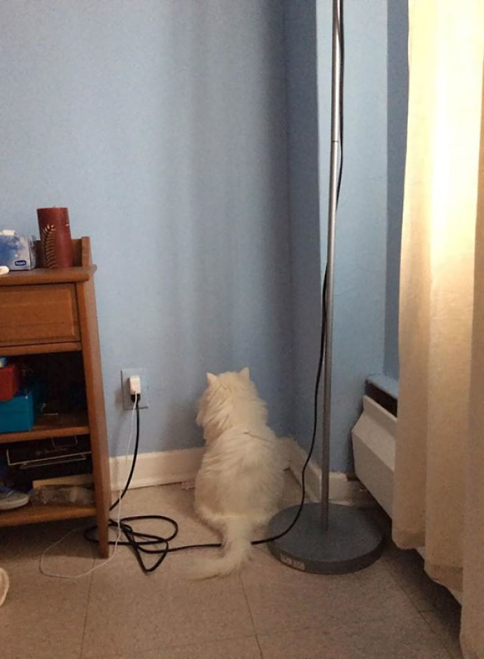 90 Idiot Cats That Will Make You Laugh Out Loud