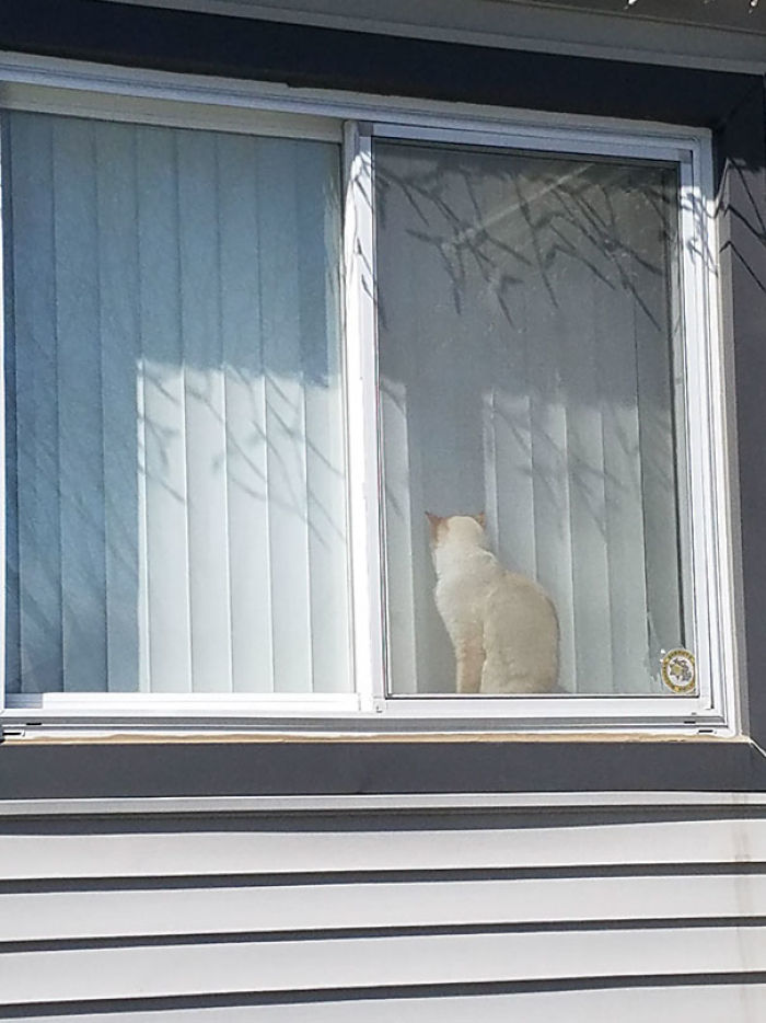 90 Idiot Cats That Will Make You Laugh Out Loud