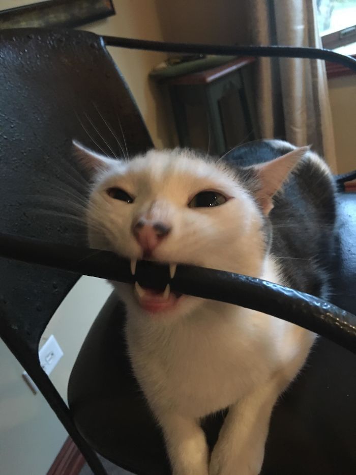 90 Idiot Cats That Will Make You Laugh Out Loud