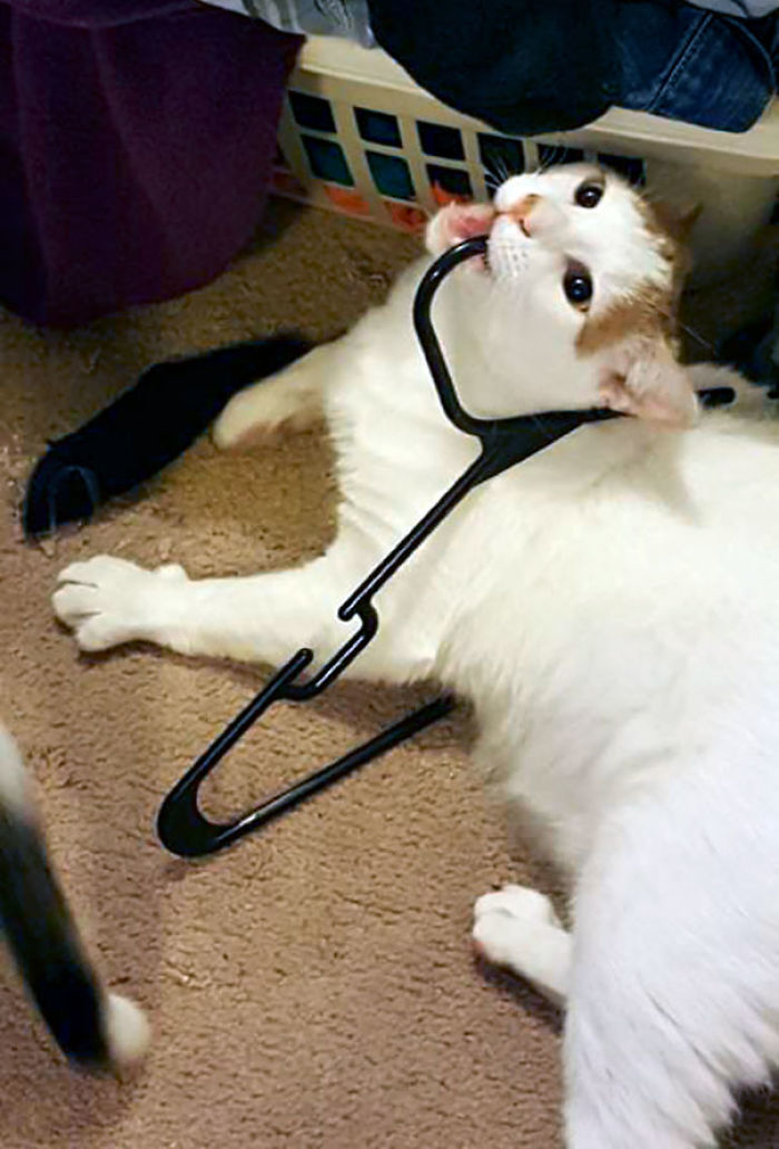 90 Idiot Cats That Will Make You Laugh Out Loud