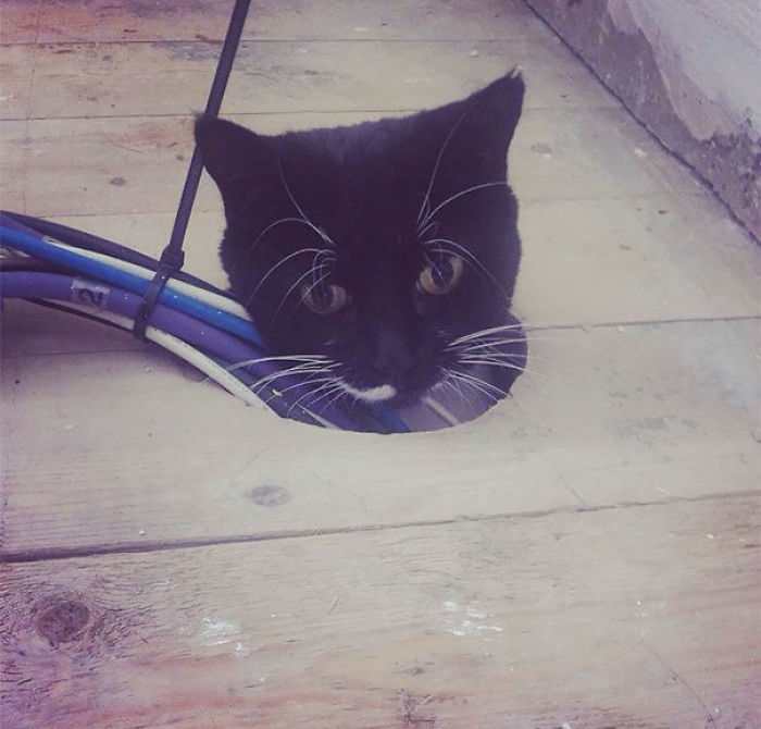 90 Idiot Cats That Will Make You Laugh Out Loud