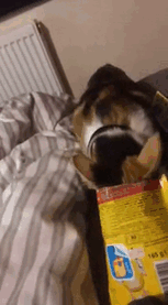 90 Idiot Cats That Will Make You Laugh Out Loud