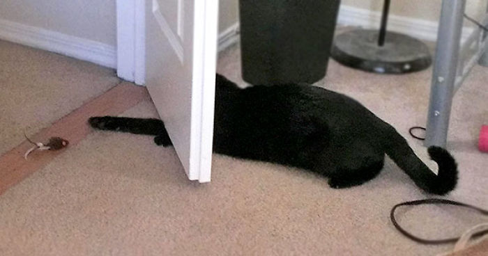 90 Idiot Cats That Will Make You Laugh Out Loud