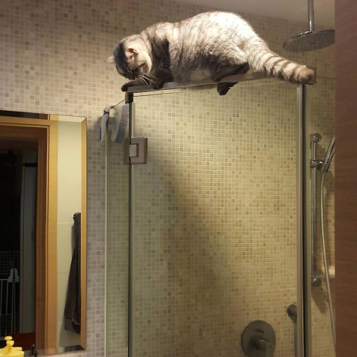 90 Idiot Cats That Will Make You Laugh Out Loud