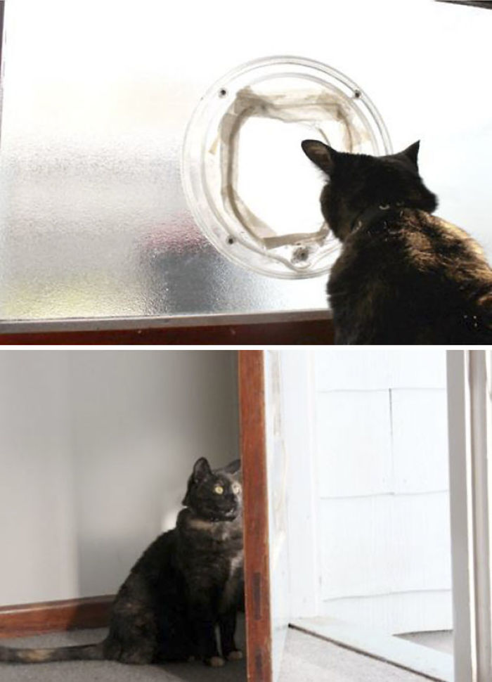 90 Idiot Cats That Will Make You Laugh Out Loud