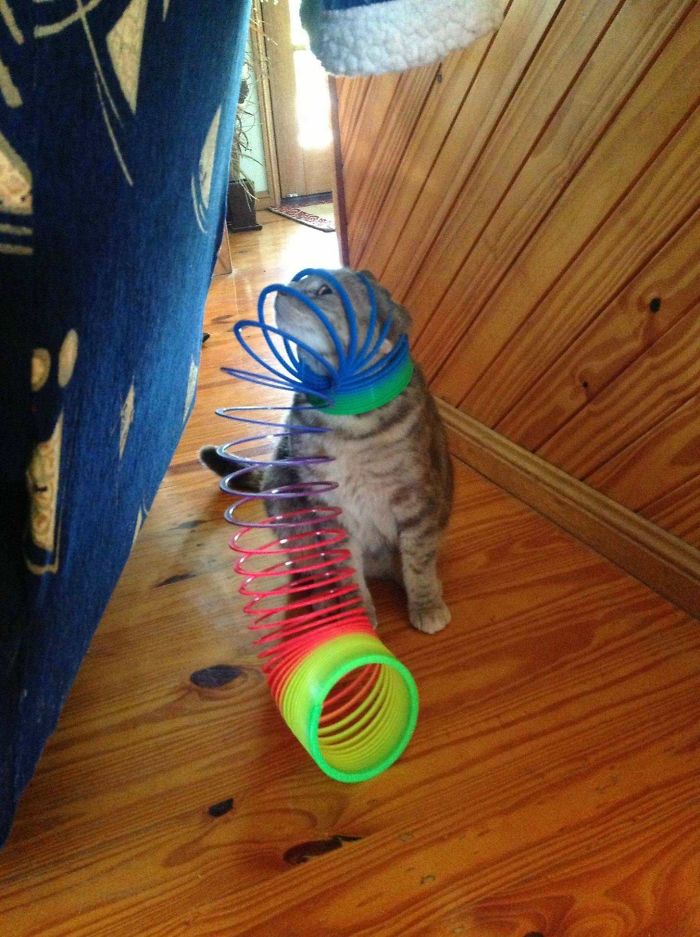 90 Idiot Cats That Will Make You Laugh Out Loud
