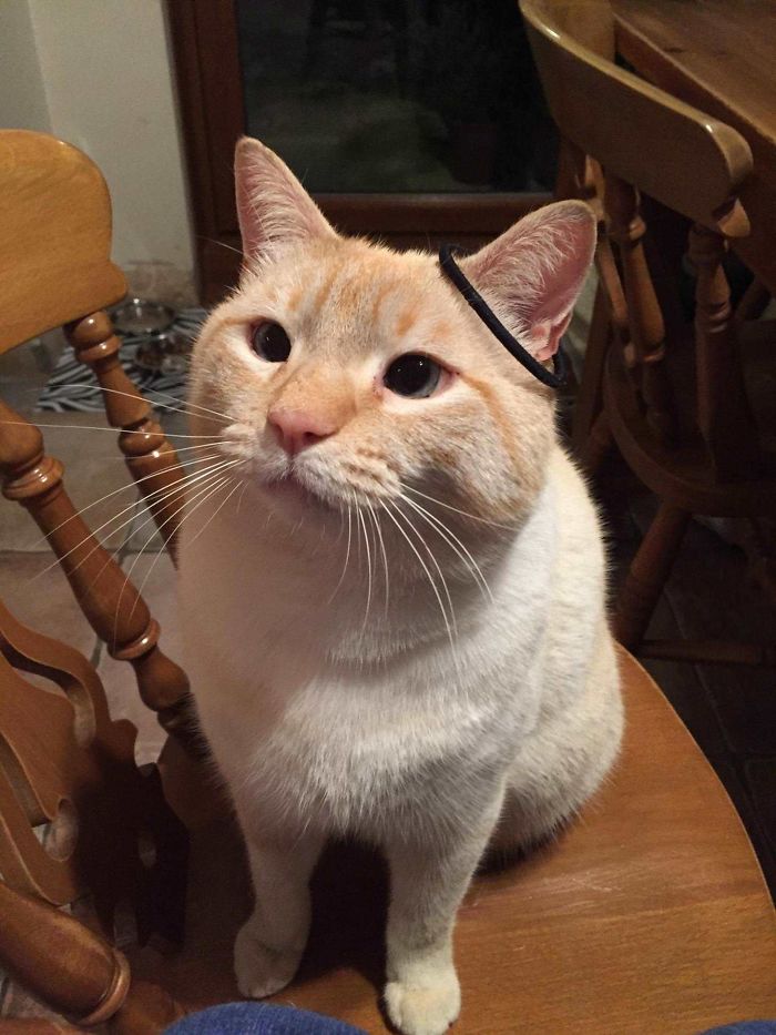 90 Idiot Cats That Will Make You Laugh Out Loud