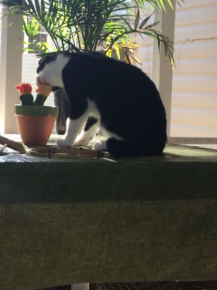 90 Idiot Cats That Will Make You Laugh Out Loud