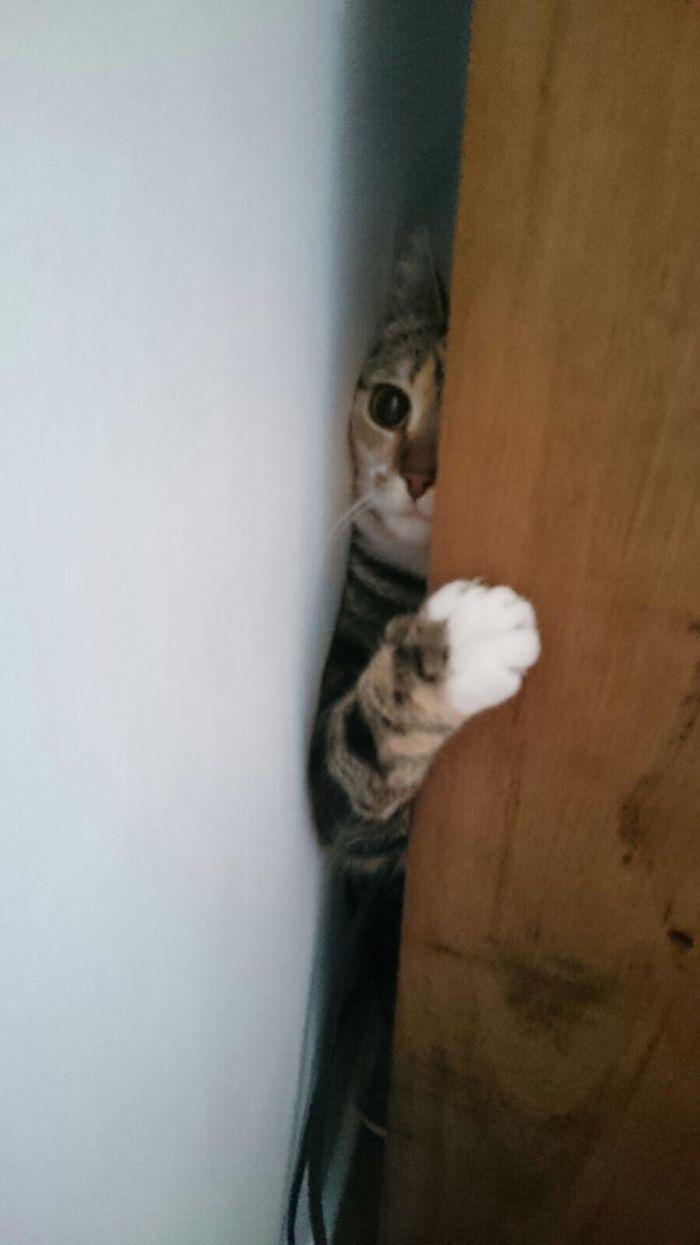 90 Idiot Cats That Will Make You Laugh Out Loud