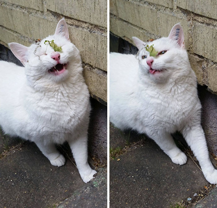 90 Idiot Cats That Will Make You Laugh Out Loud