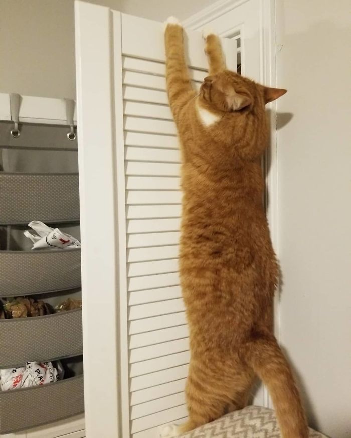 90 Idiot Cats That Will Make You Laugh Out Loud