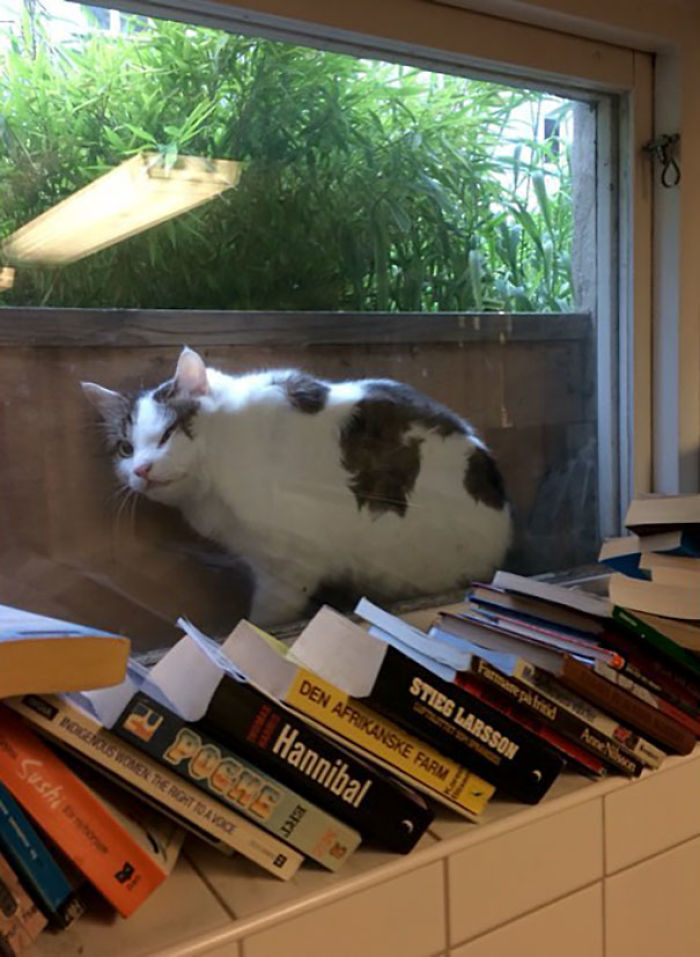 90 Idiot Cats That Will Make You Laugh Out Loud