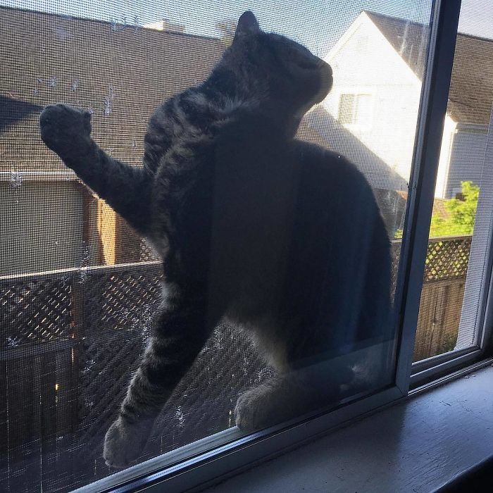 90 Idiot Cats That Will Make You Laugh Out Loud