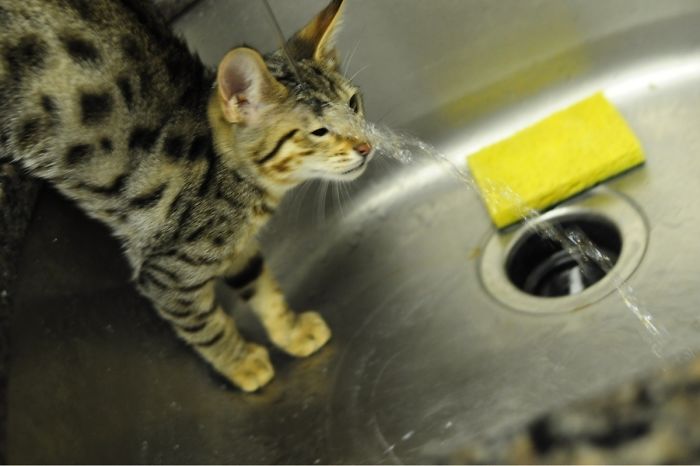 90 Idiot Cats That Will Make You Laugh Out Loud