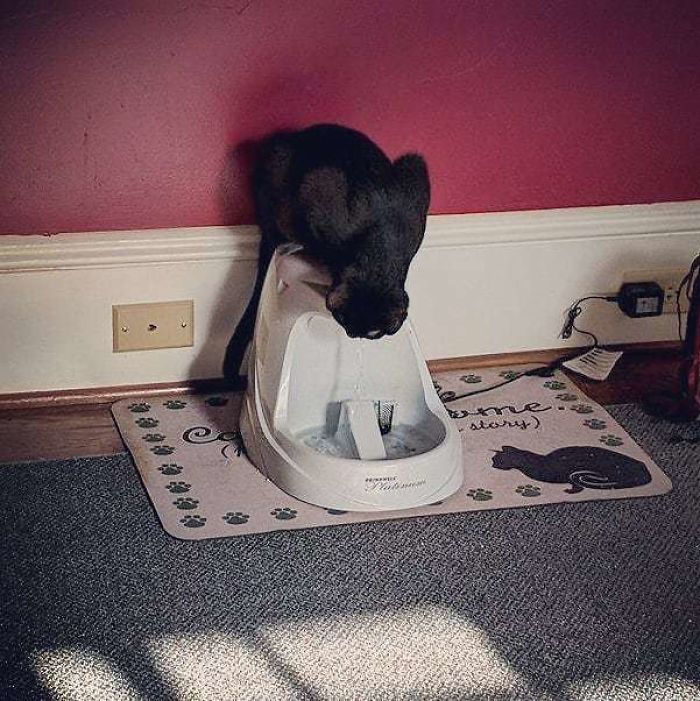 90 Idiot Cats That Will Make You Laugh Out Loud