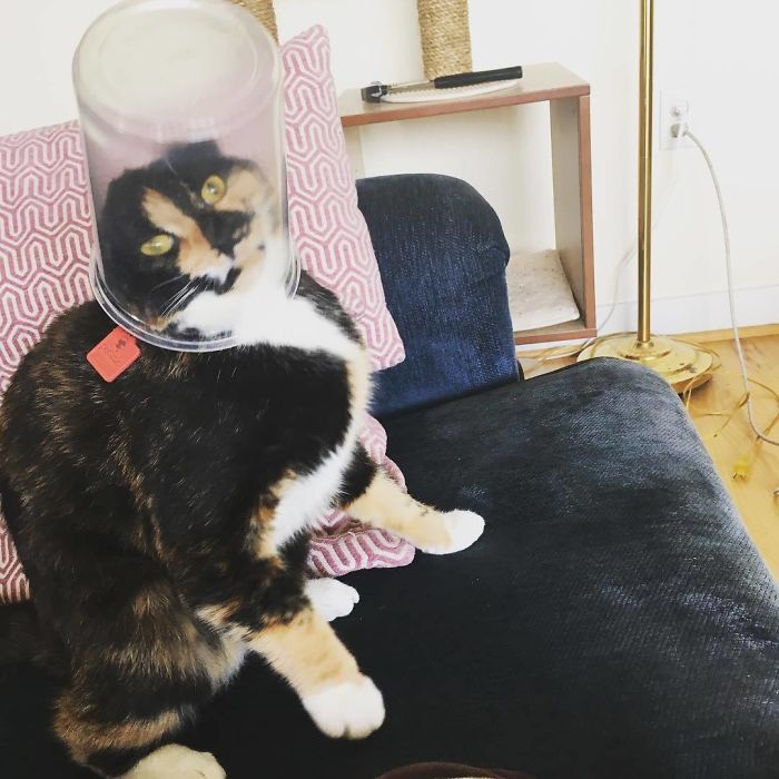 90 Idiot Cats That Will Make You Laugh Out Loud