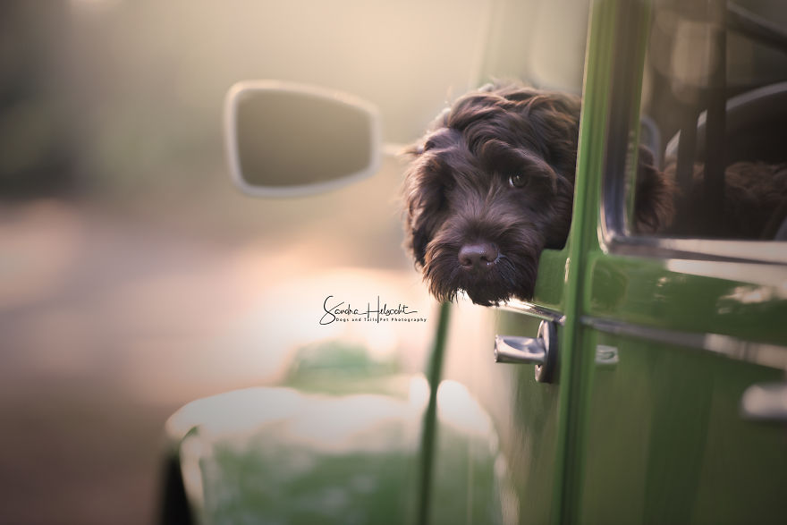 I Took These Dogs On A Test Drive And The Look On Their Faces Says It All