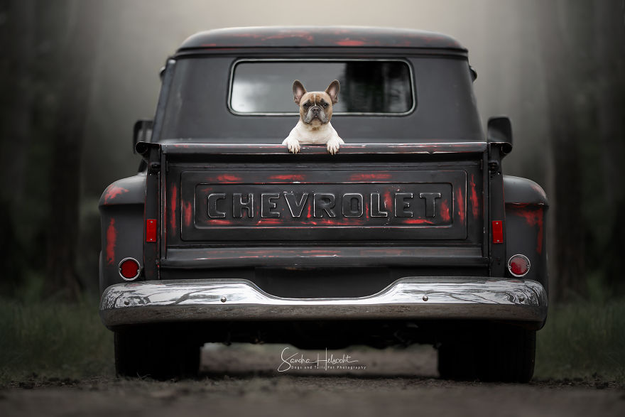 I Took These Dogs On A Test Drive And The Look On Their Faces Says It All