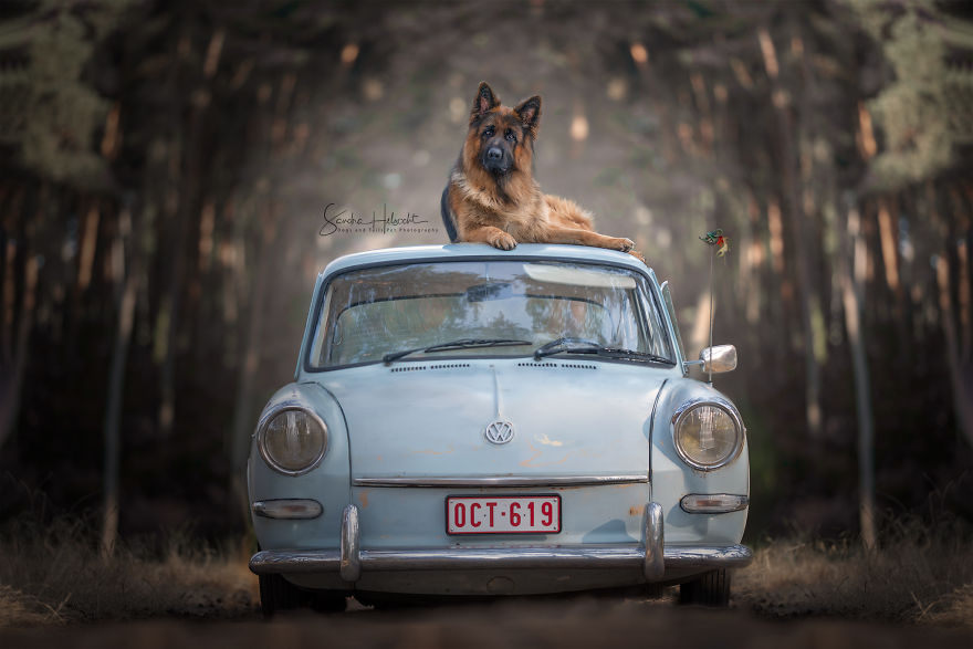 I Took These Dogs On A Test Drive And The Look On Their Faces Says It All