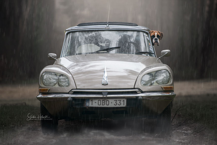 I Took These Dogs On A Test Drive And The Look On Their Faces Says It All