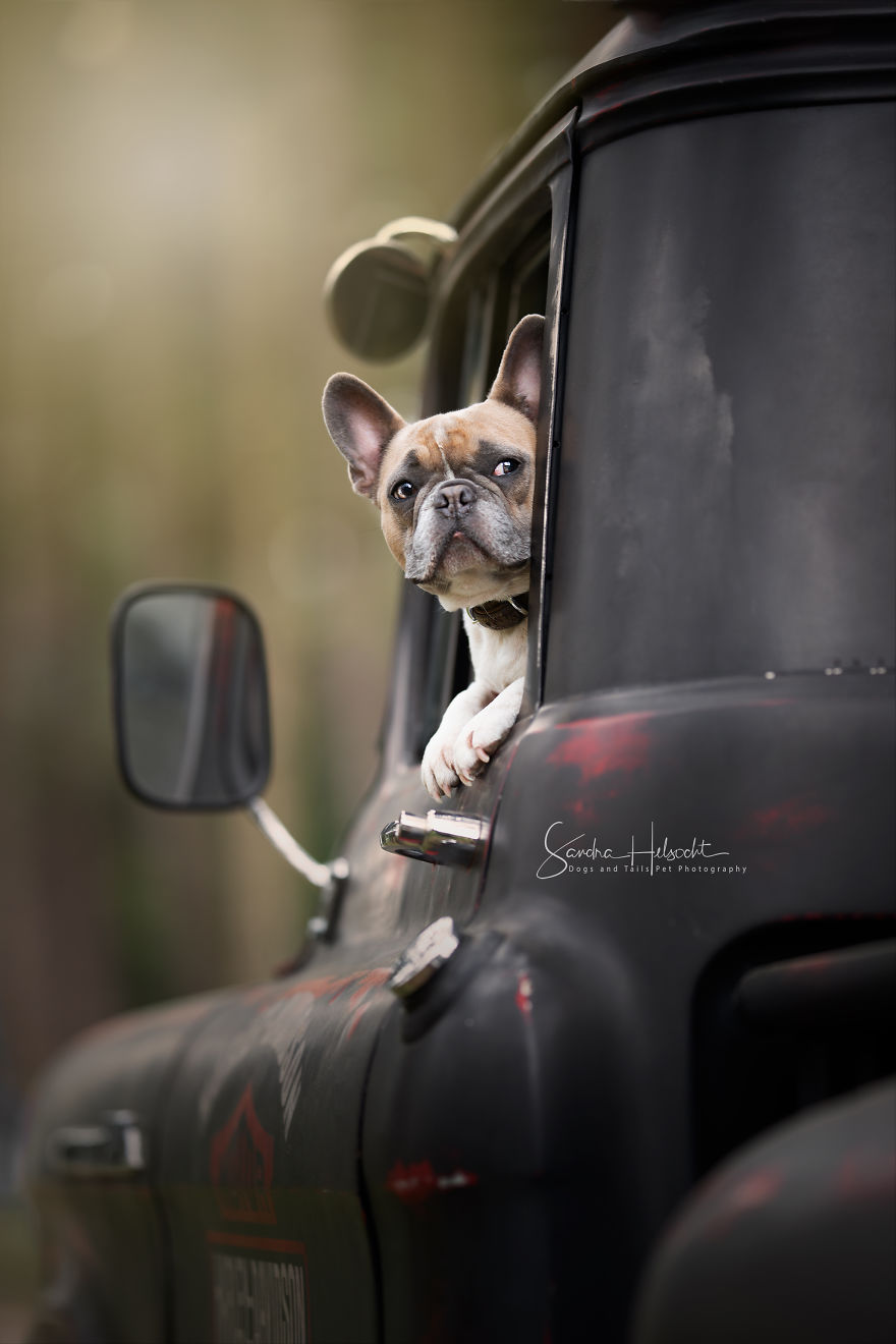 I Took These Dogs On A Test Drive And The Look On Their Faces Says It All