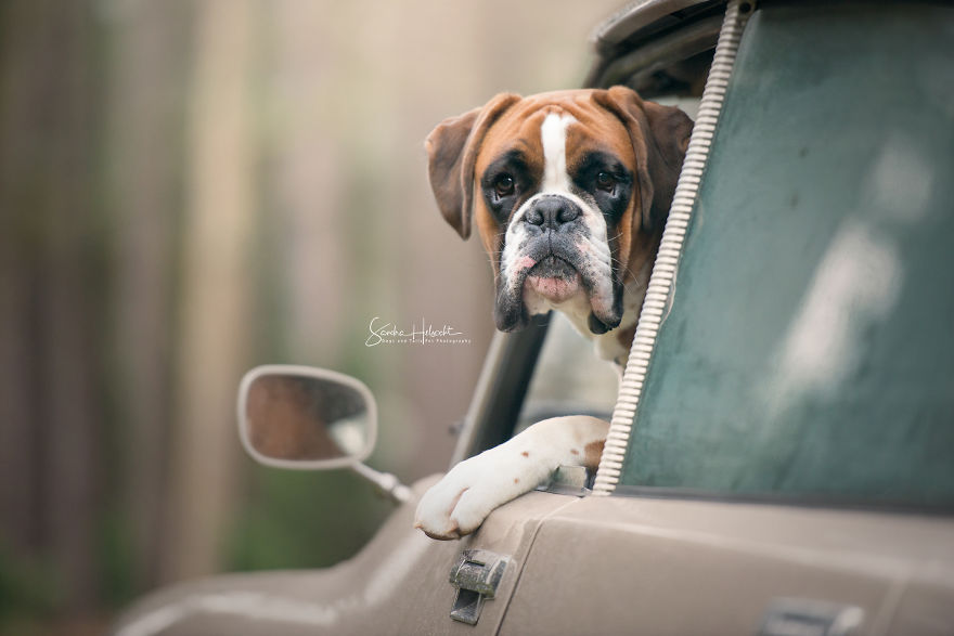 I Took These Dogs On A Test Drive And The Look On Their Faces Says It All